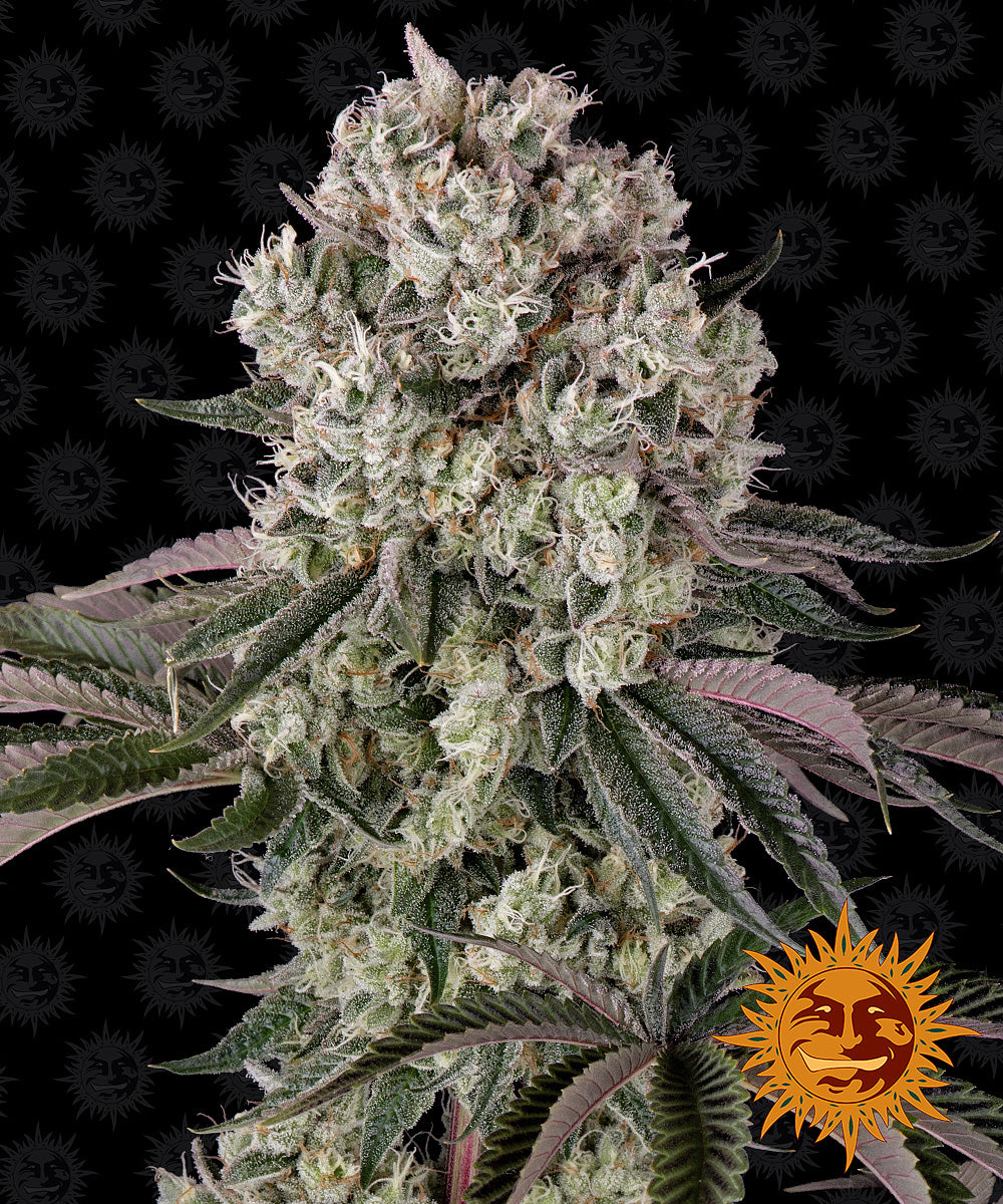 GLOOKIES™ Cannabis Seeds (3)
