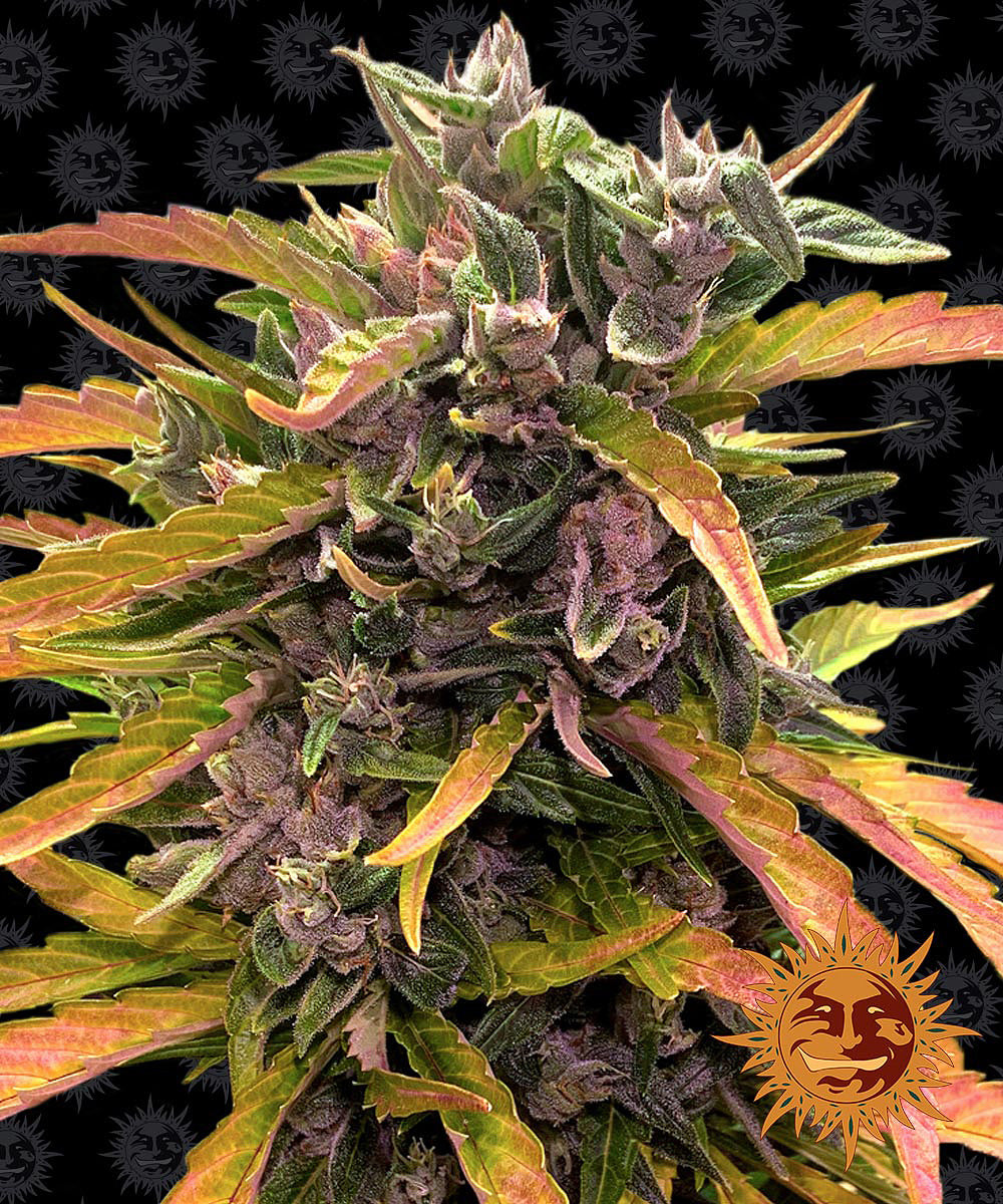 GORILLA GLUE AUTO (3)