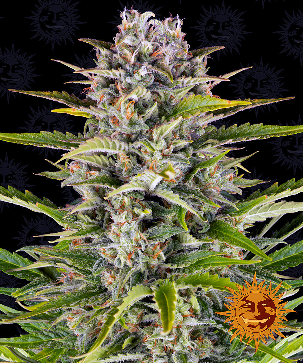GORILLA ZKITTLEZ AUTO (3)