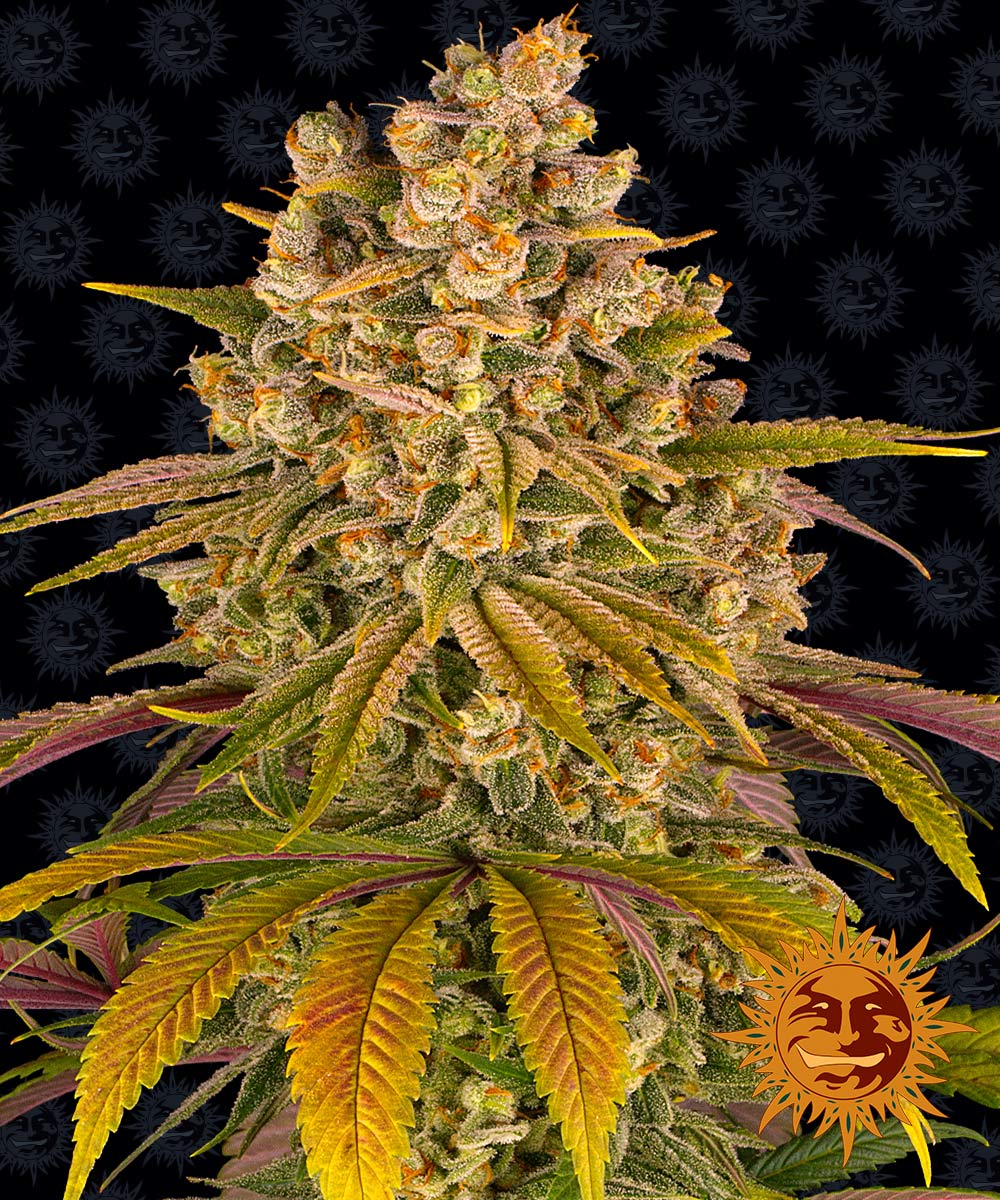 LEMON TREE™ Cannabis Seeds (3)