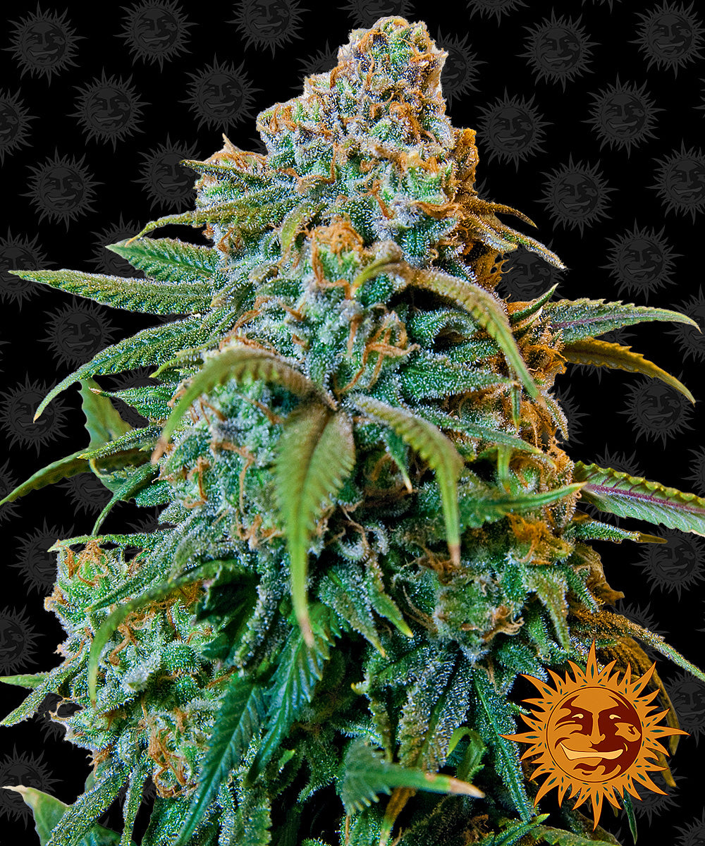 LIBERTY HAZE™ Cannabis Seeds (3)