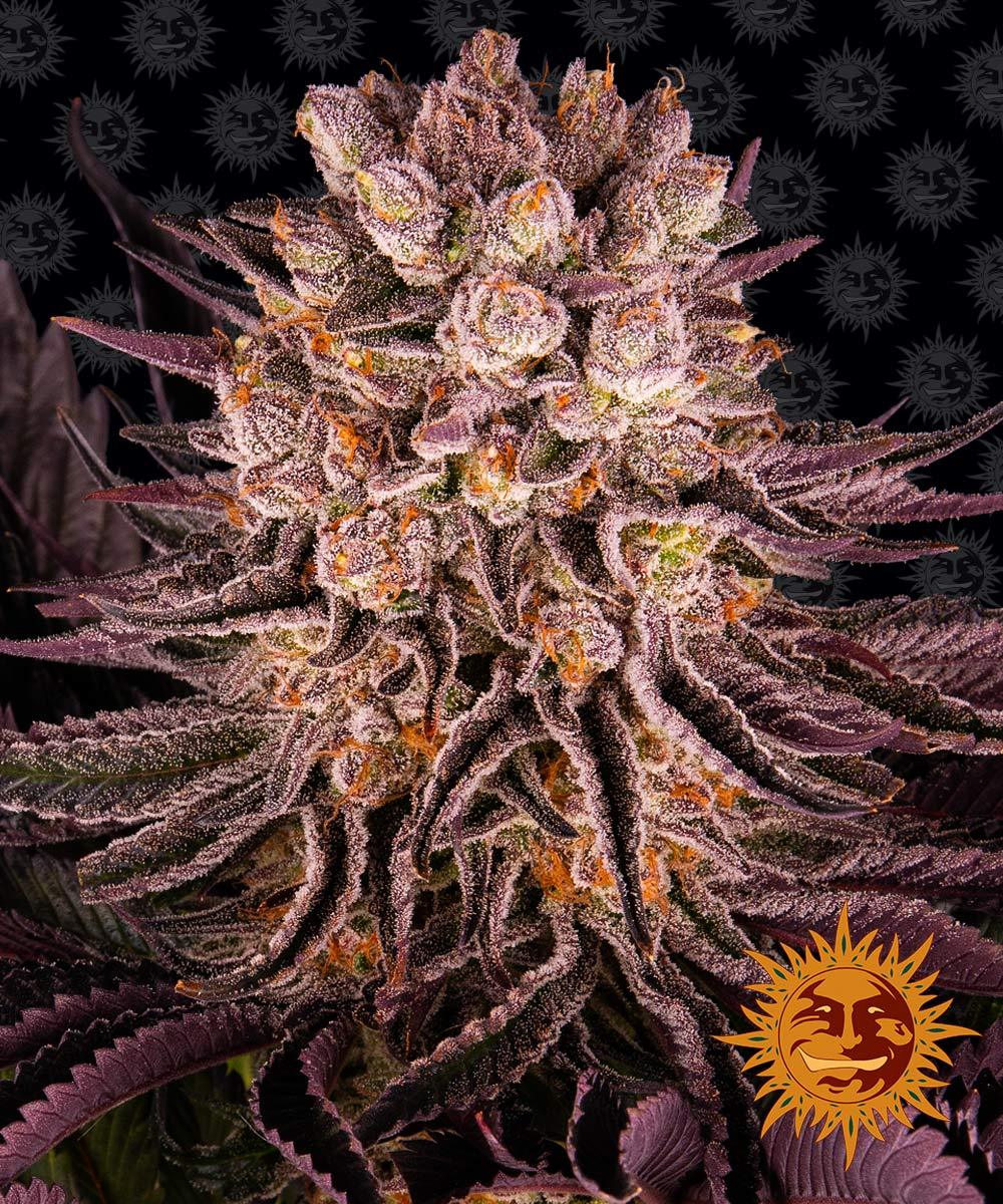 MIMOSA X ORANGE PUNCH™ Cannabis Seeds (3)
