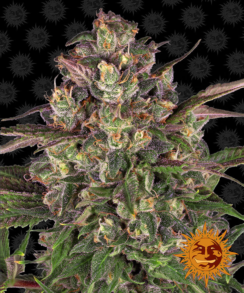 PEYOTE CRITICAL™ Cannabis Seeds (3)