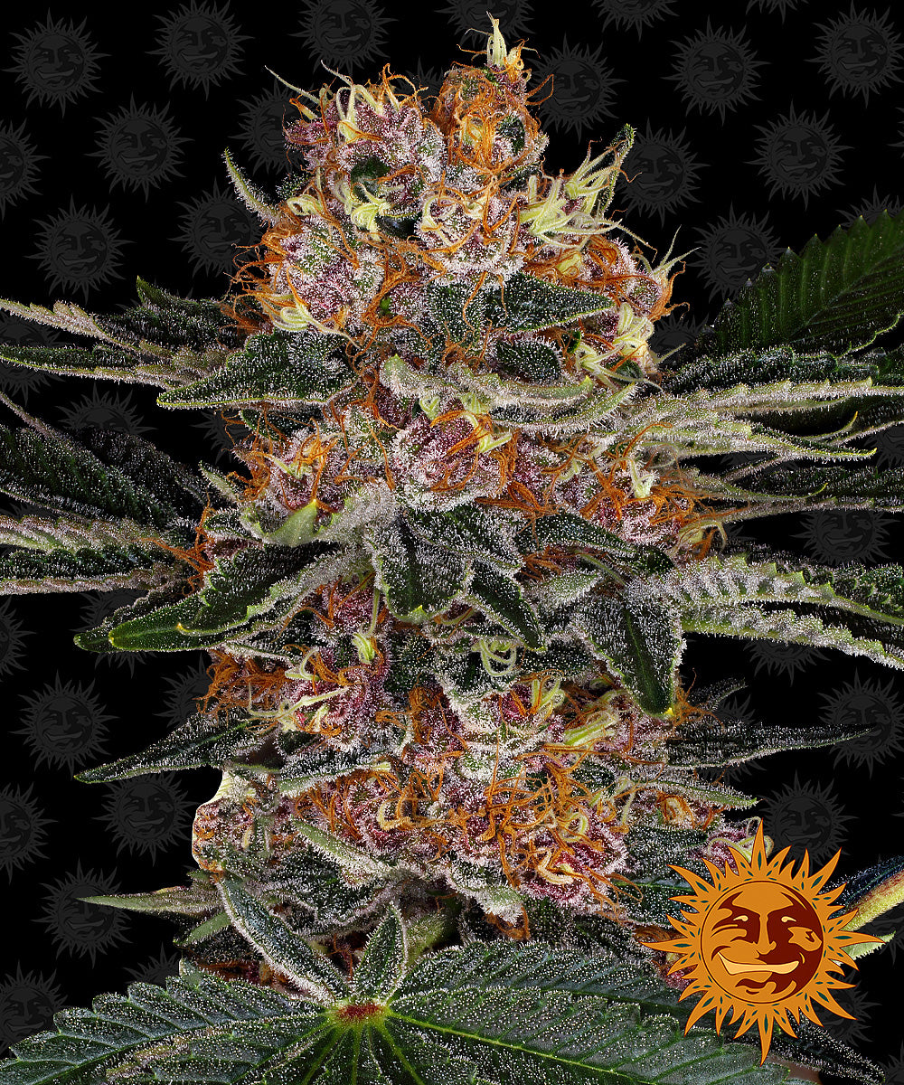 PURPLE PUNCH AUTO (3)