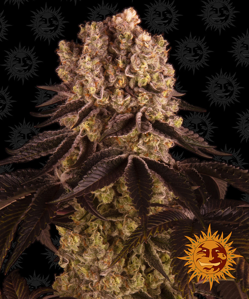 PURPLE PUNCH™ Cannabis Seeds (3)