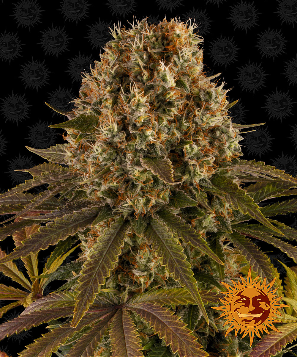 STRAWBERRY LEMONADE™ Cannabis Seeds (3)