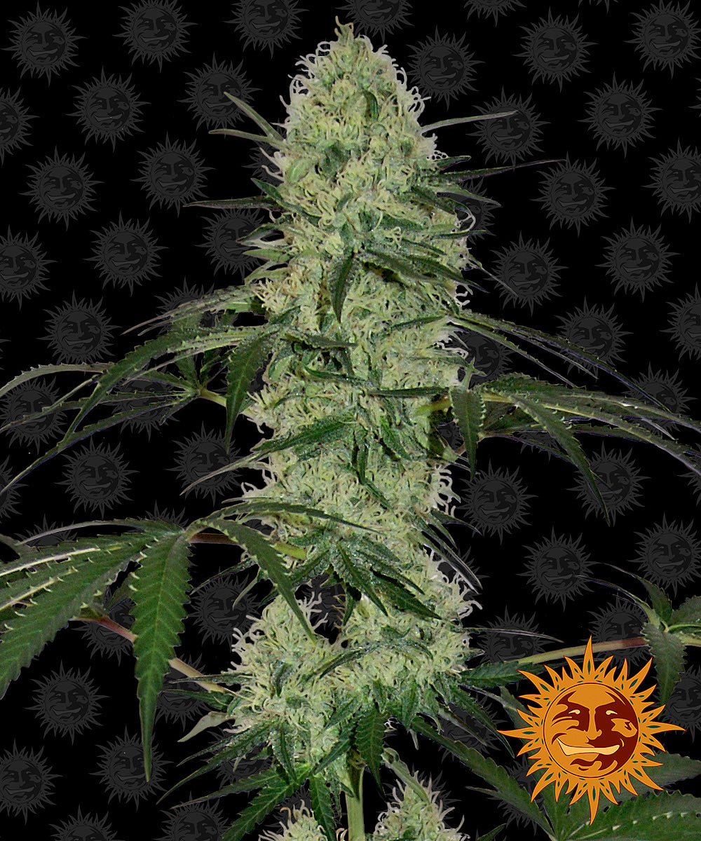 TANGERINE DREAM AUTO (3)
