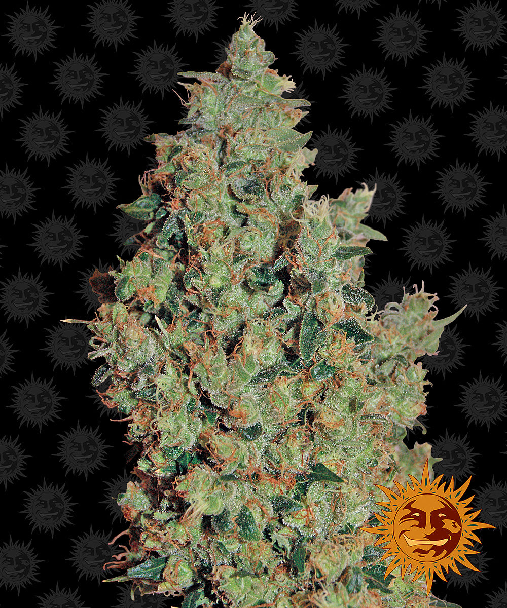TANGERINE DREAM™ Cannabis Seeds
