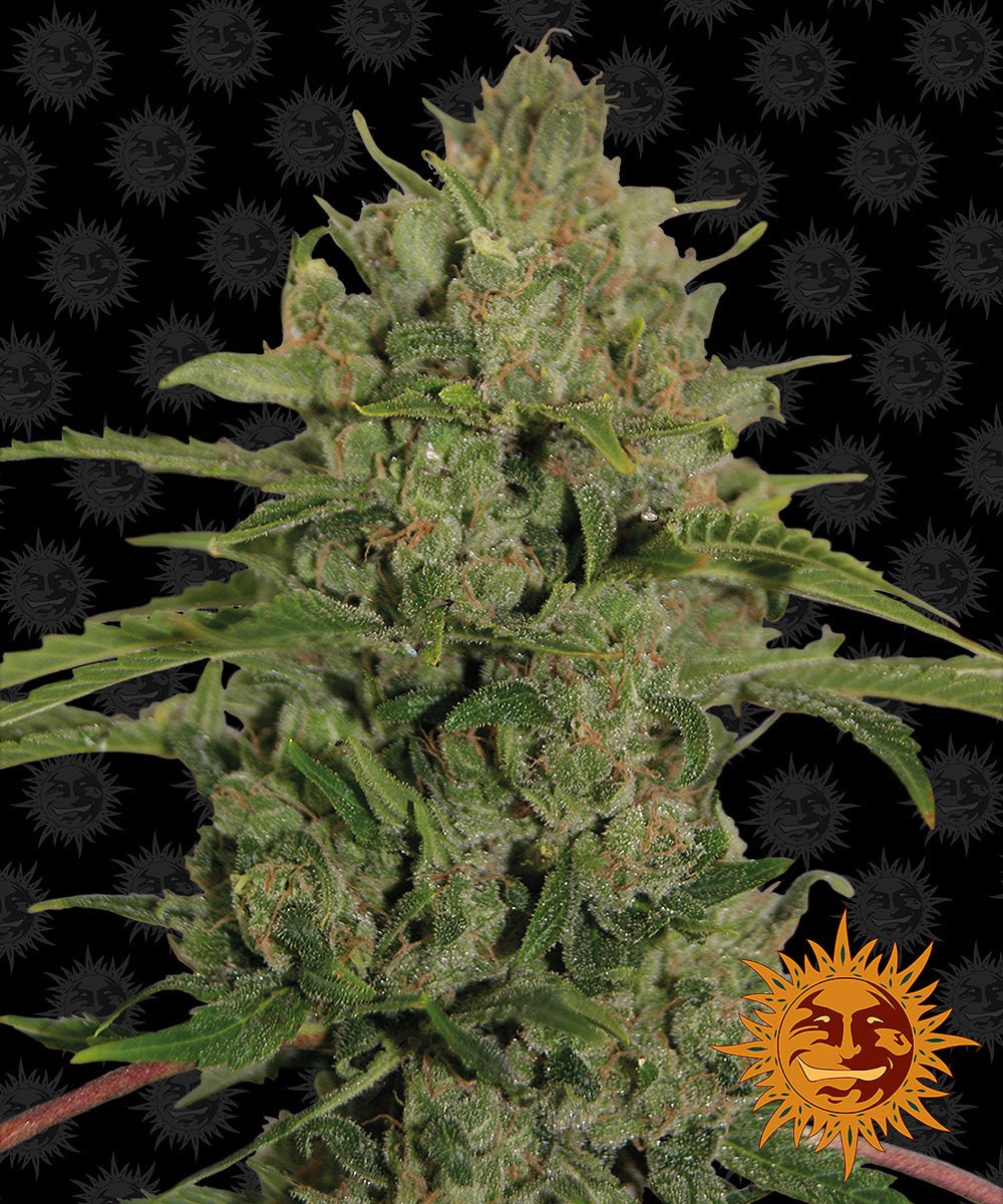 TRIPLE CHEESE™ Cannabis Seeds (3)