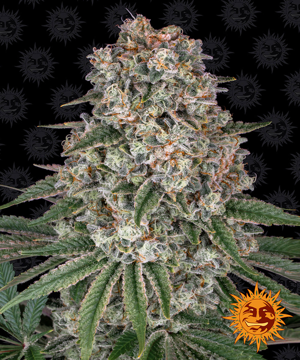 TROPICANNA BANANA™ Cannabis Seeds (3)