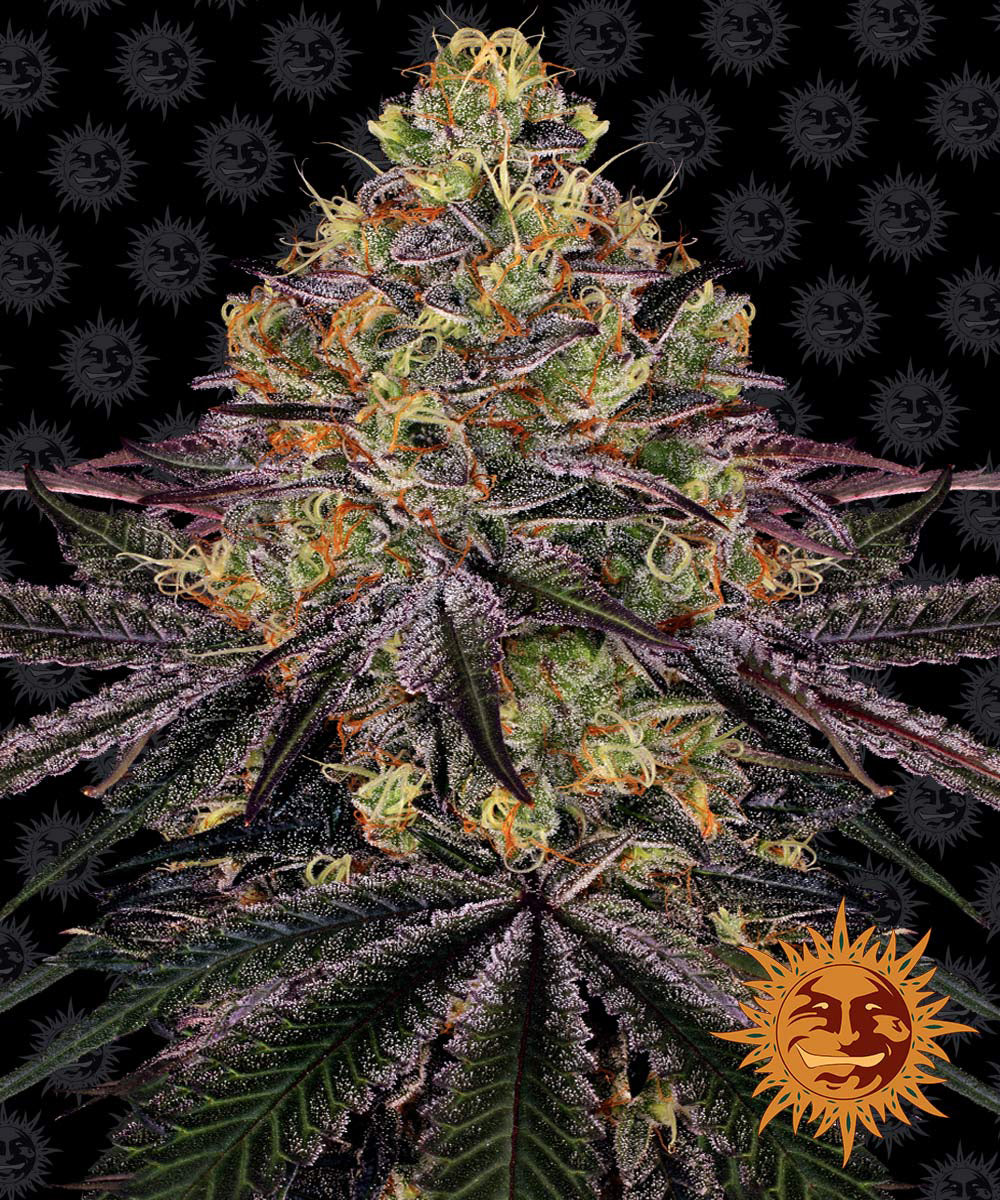 WATERMELON ZKITTLEZ™ Cannabis Seeds (3)