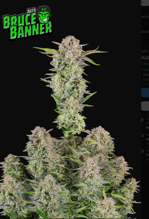 Bruce Banner Auto