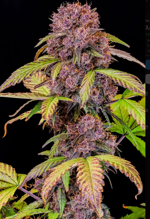 Lemon Cherry Cookies Auto™