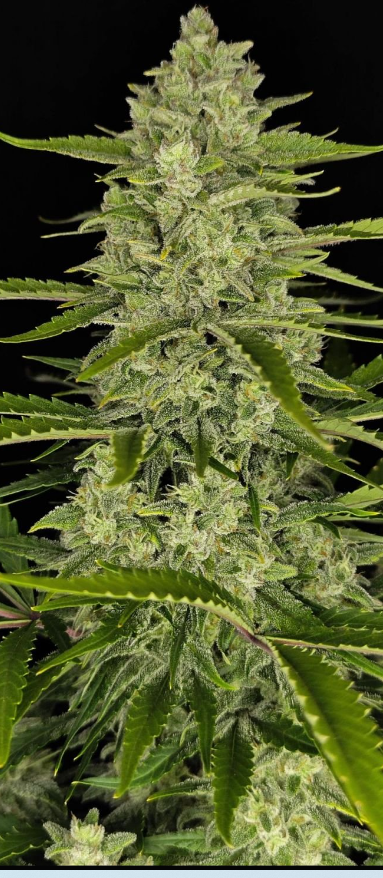 Papaya Cookies Auto™ - 3 seeds