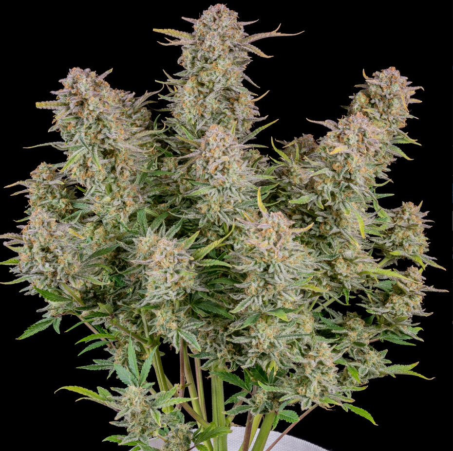 Bruce Banner Auto