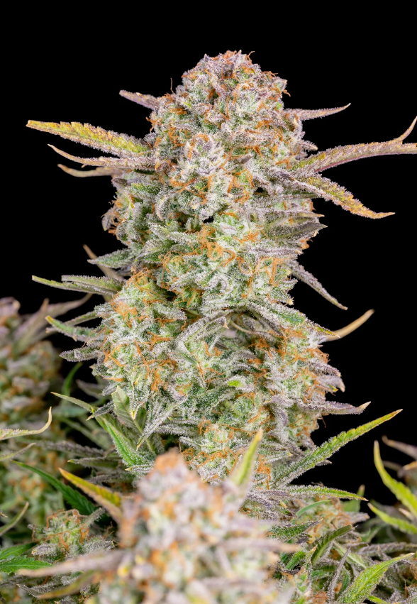 Bruce Banner Auto