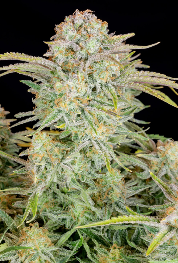 Bruce Banner Auto