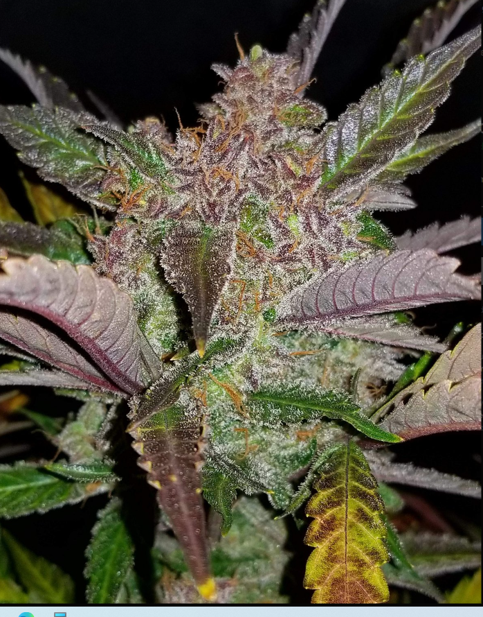 Cream Cookies Auto