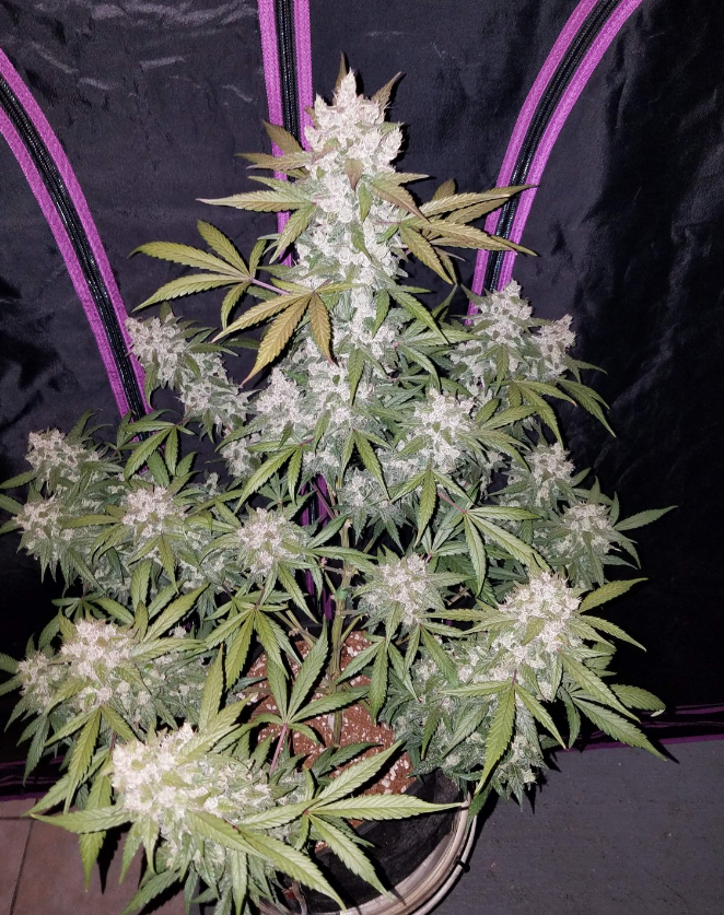 Girl Scout Cookies Auto - 3 seeds