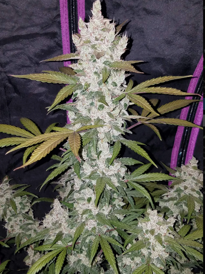 Girl Scout Cookies Auto - 3 seeds