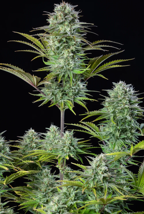 Kosher Cake AutoKosher Cake Auto - 3 seeds