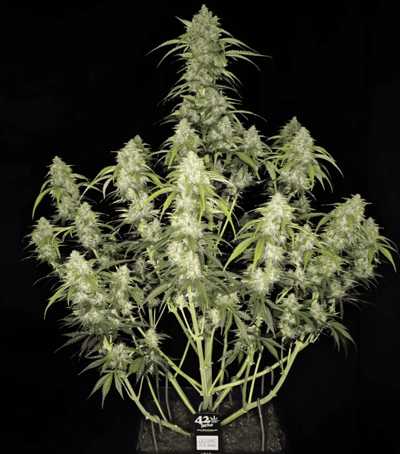 Papaya Cookies Auto™ - 3 seeds