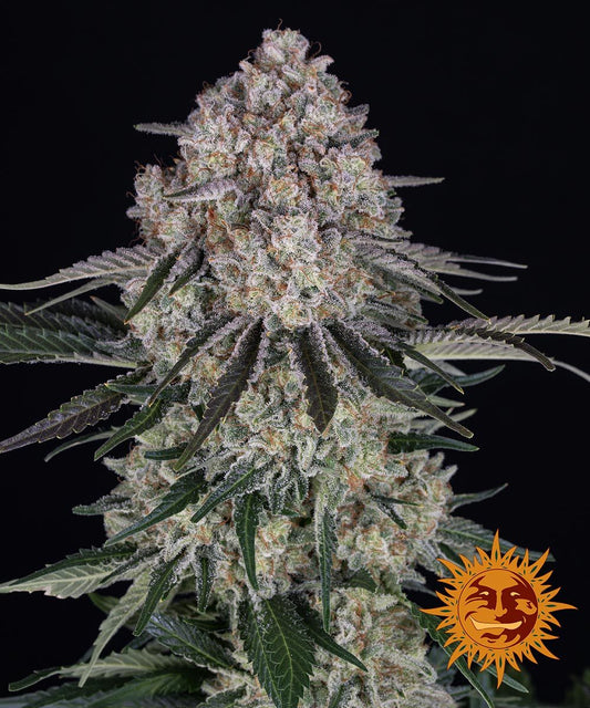 SOUR DIESEL AUTO STRAIN - 3 seeds