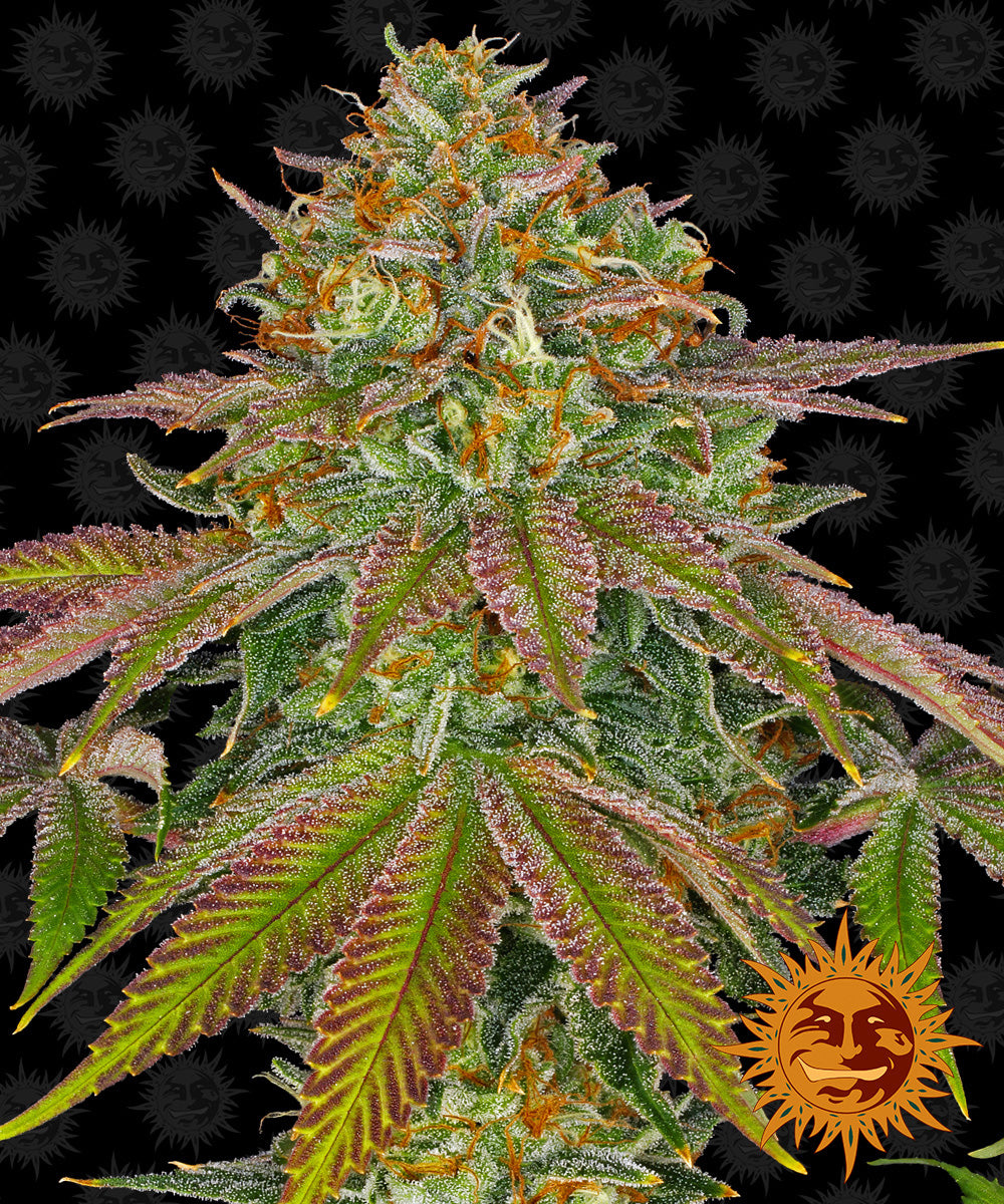 WEDDING CAKE™ Cannabis Seeds (3)