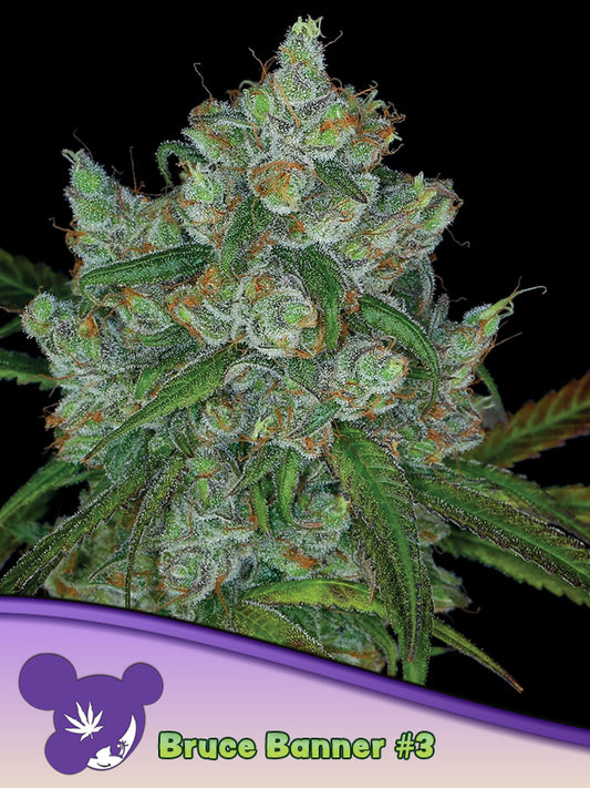 Bruce Banner #3