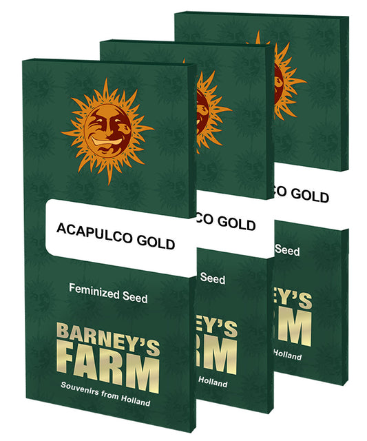 ACAPULCO GOLD™ Cannabis Seeds (3)