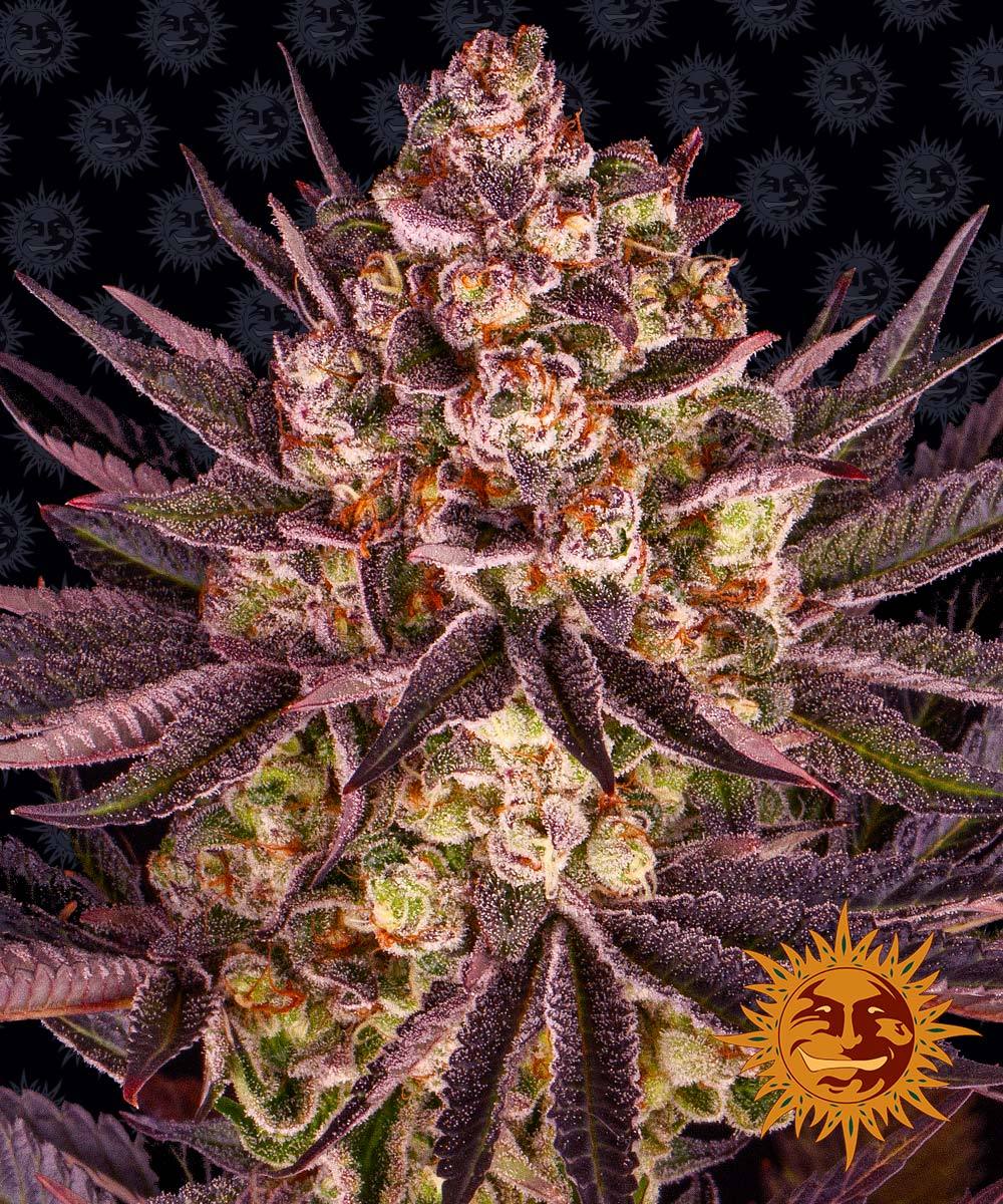 BISCOTTI MINTZ™ Cannabis Seeds (3)
