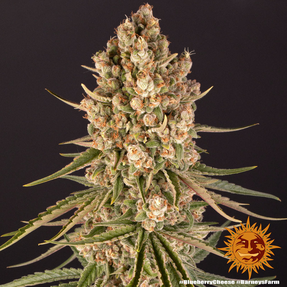 BLUEBERRY CHEESE™ Cannabis Seeds (3)