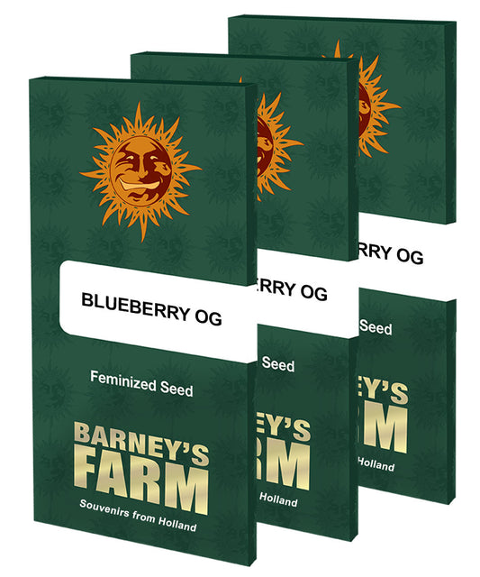 BLUEBERRY OG™ Cannabis Seeds (3)