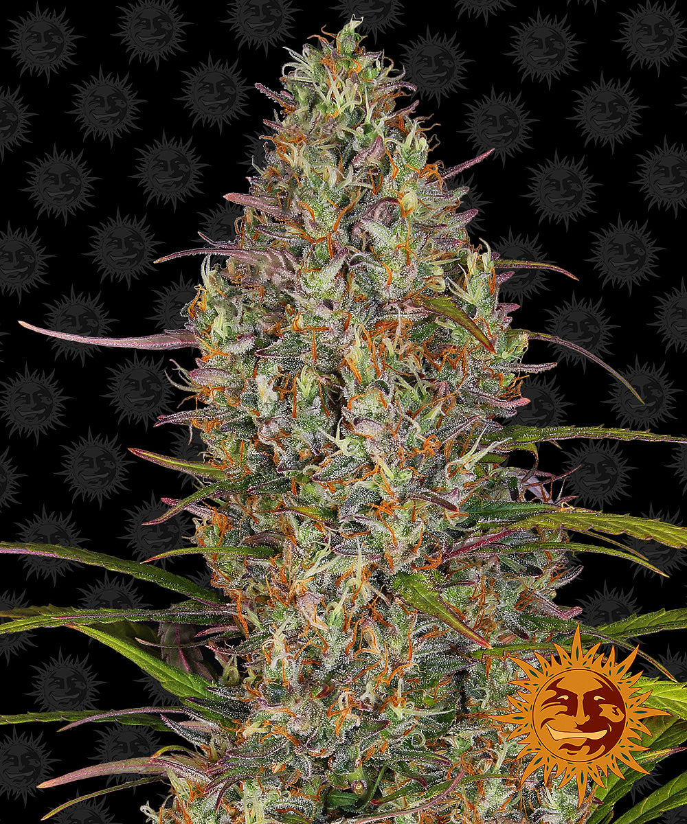 GLUE GELATO AUTO (3)