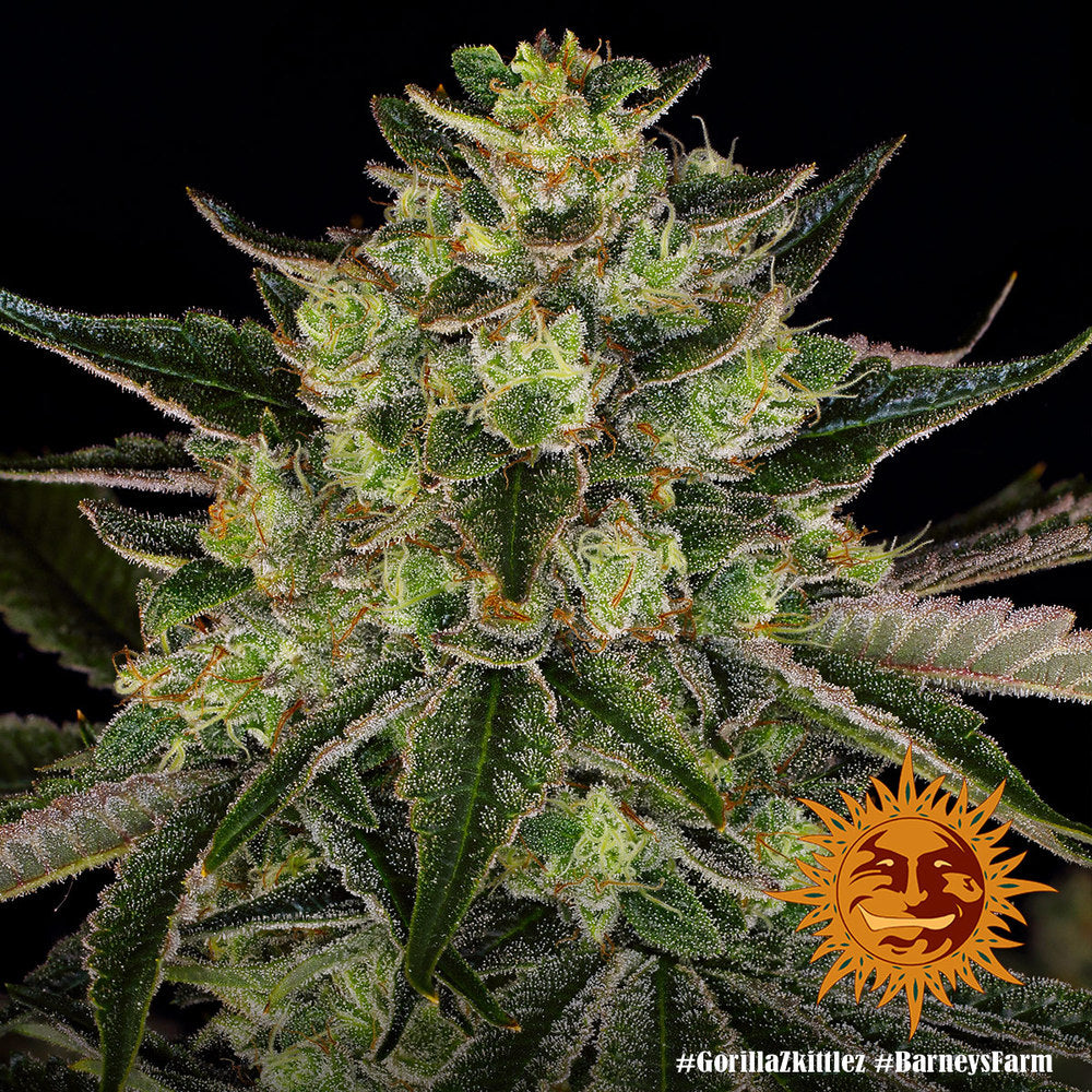 GORILLA ZKITTLEZ™ Cannabis Seeds (3)