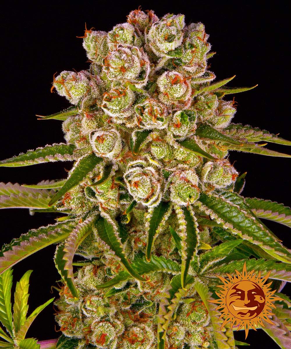 KUSH MINTZ™ Cannabis Seeds (3)