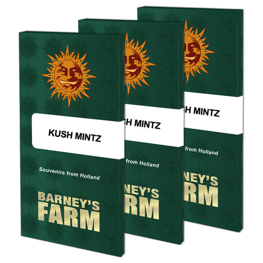 KUSH MINTZ™ Cannabis Seeds (3)