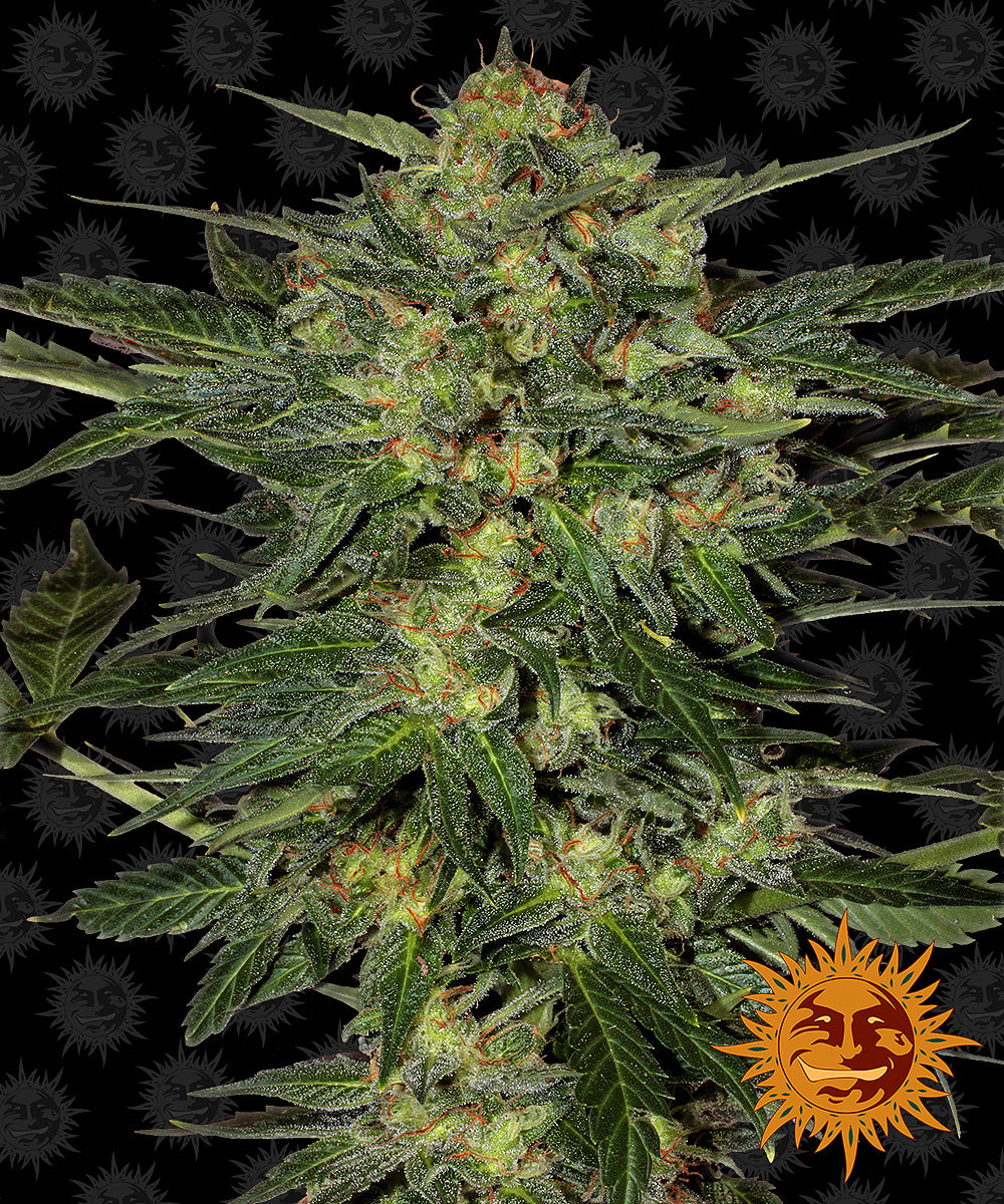 LSD™ Cannabis Seeds (3)