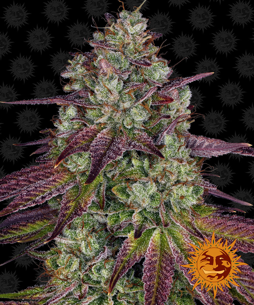 MIMOSA EVO™ Cannabis Seeds (3)