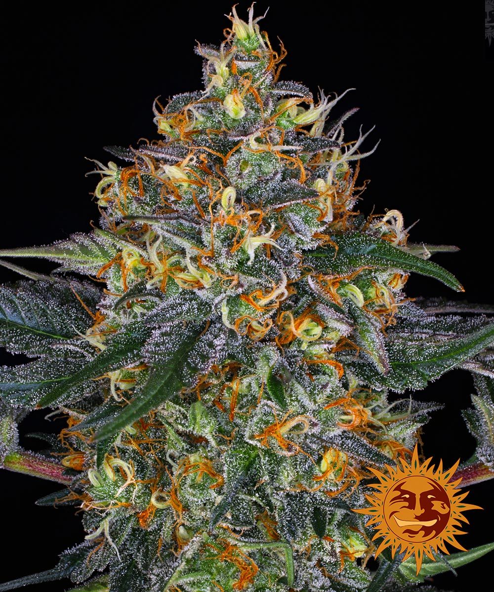 MOBY DICK AUTO (3)