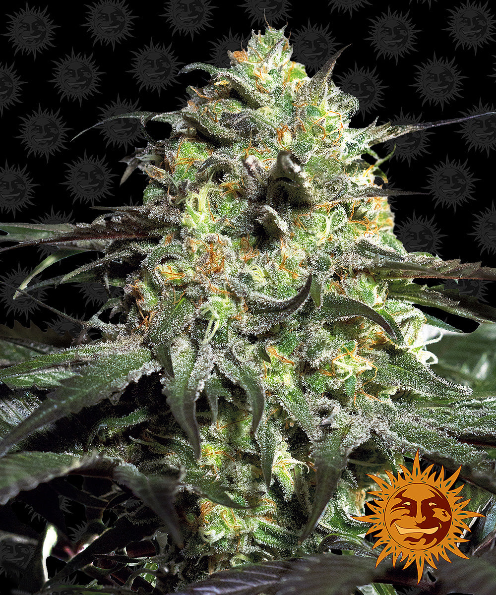 PEYOTE COOKIES™ Cannabis Seeds (3)