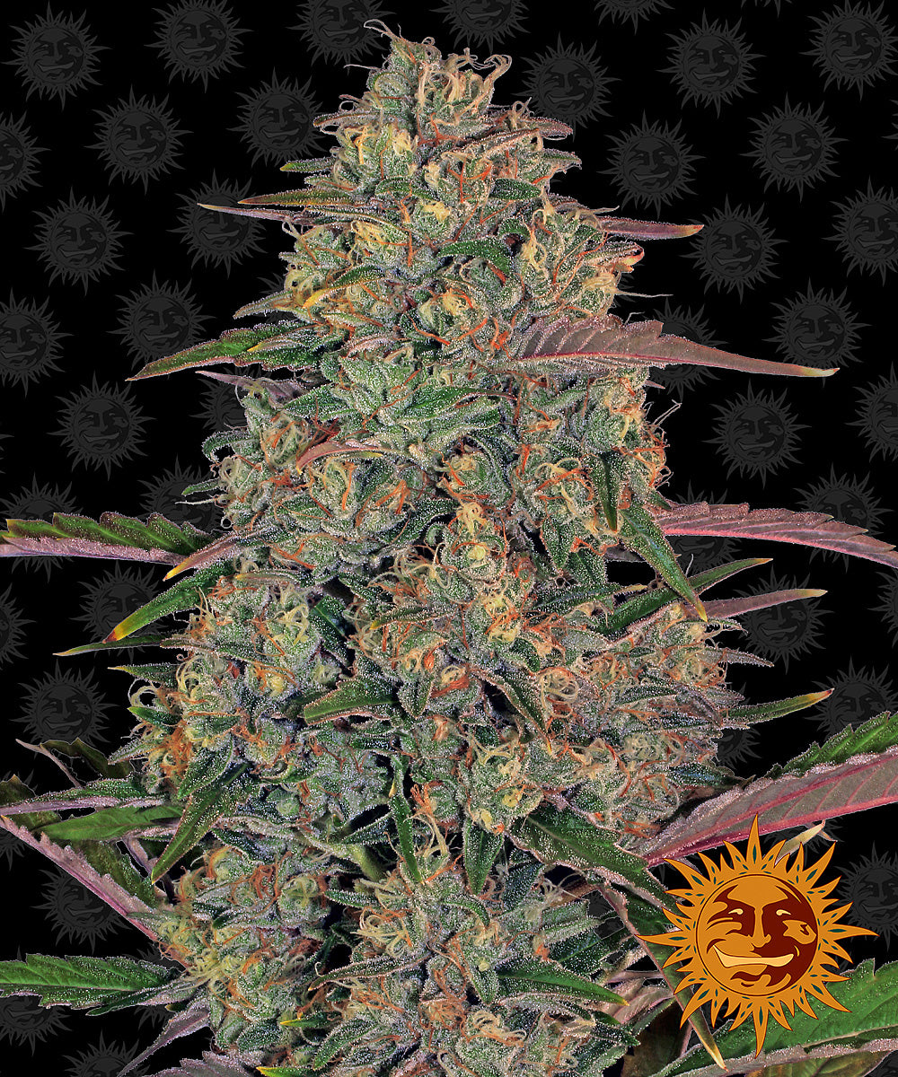 PINEAPPLE CHUNK™ Cannabis Seeds (3)