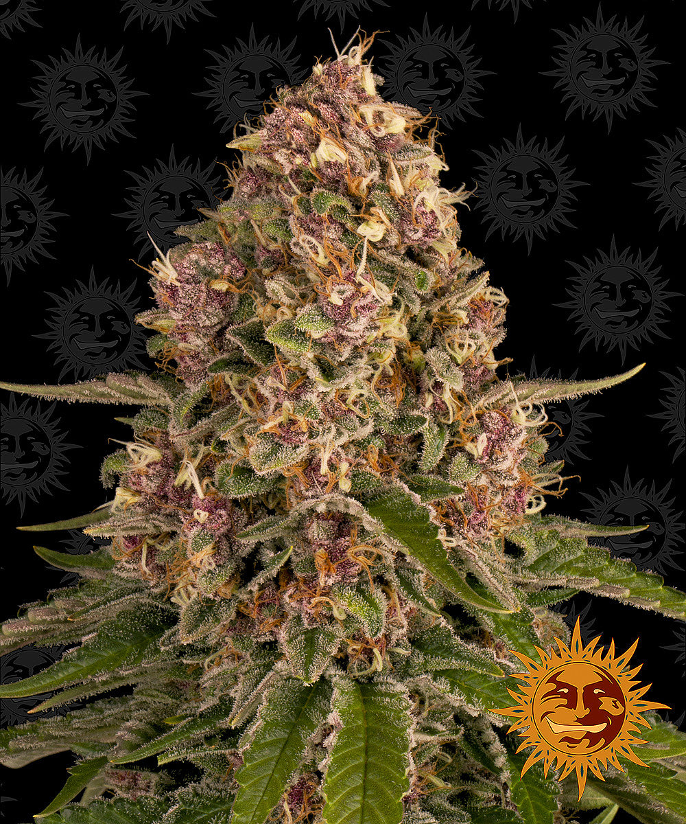 PINK KUSH™ Cannabis Seeds (3)