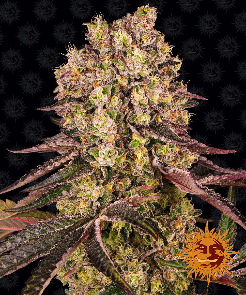 RUNTZ MUFFIN™ Cannabis Seeds (3)