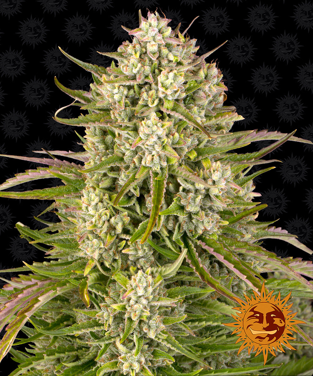 WEDDING CAKE AUTO (3)