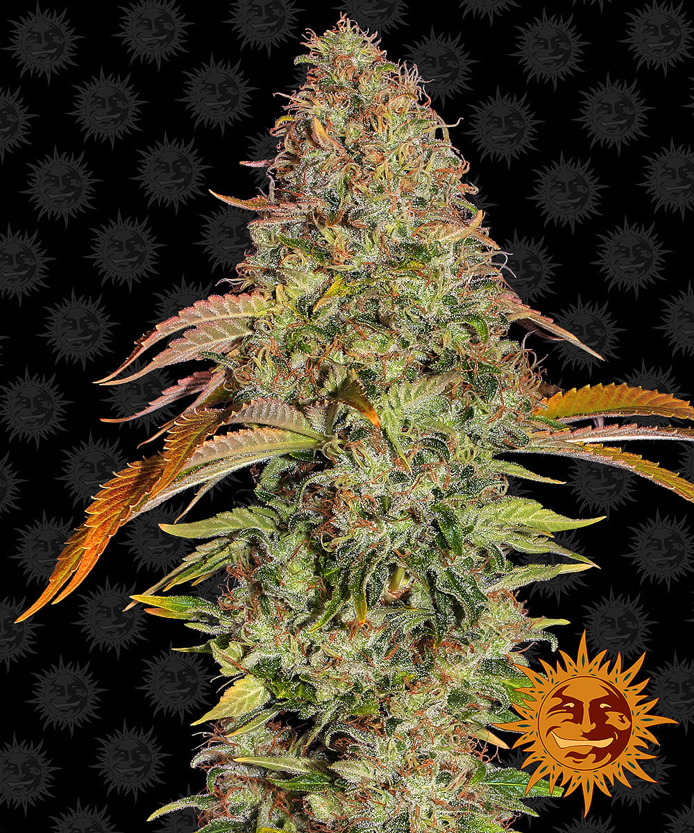 ZKITTLES OG AUTO (3)